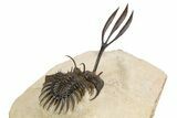 Trident Walliserops Trilobite - Exceptional Preparation #300601-5